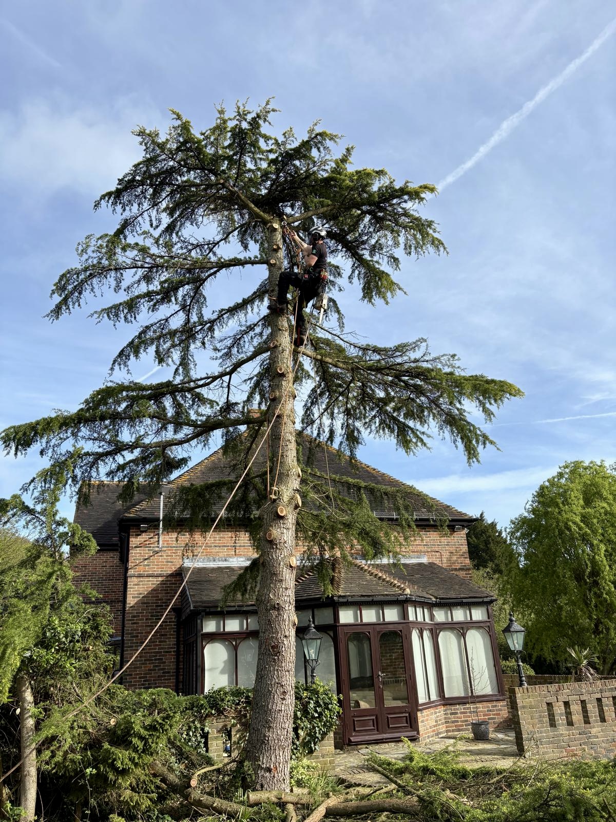 Residential tree surgery in Canterbury, Kent