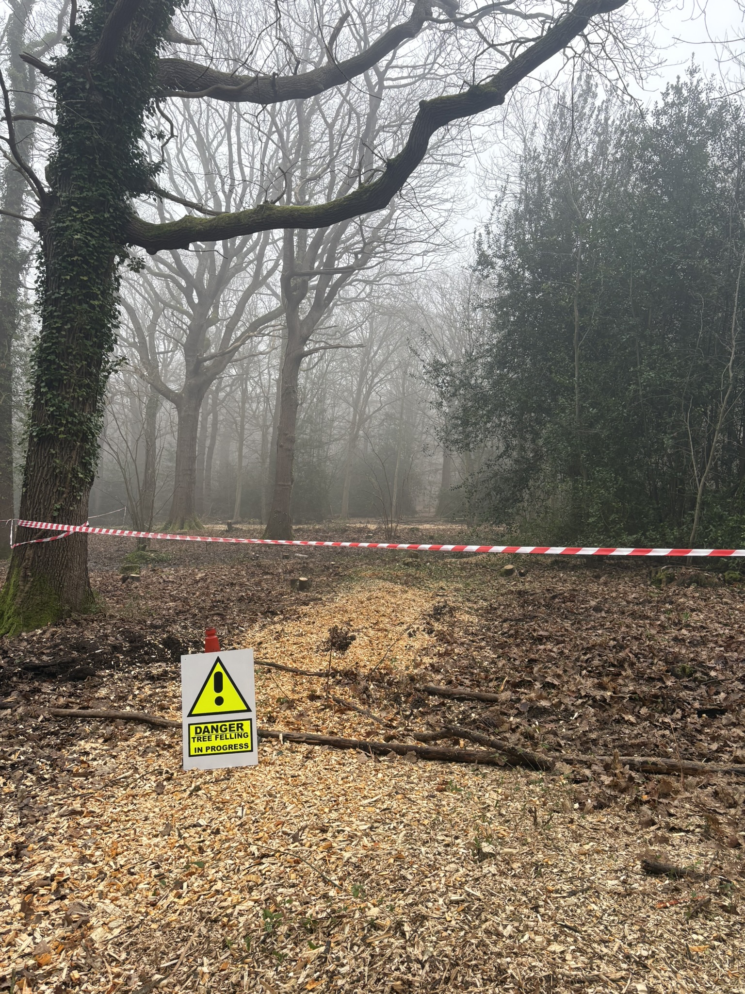 Forestry management work in Kent