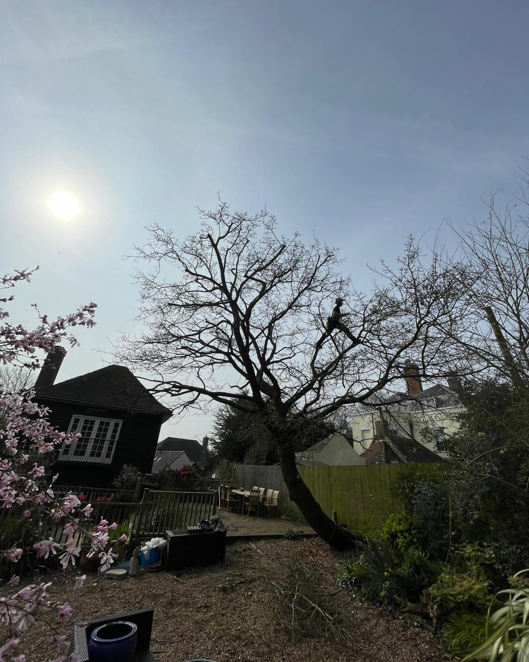 Minters Tree Care domestic tree surgery work in Kent