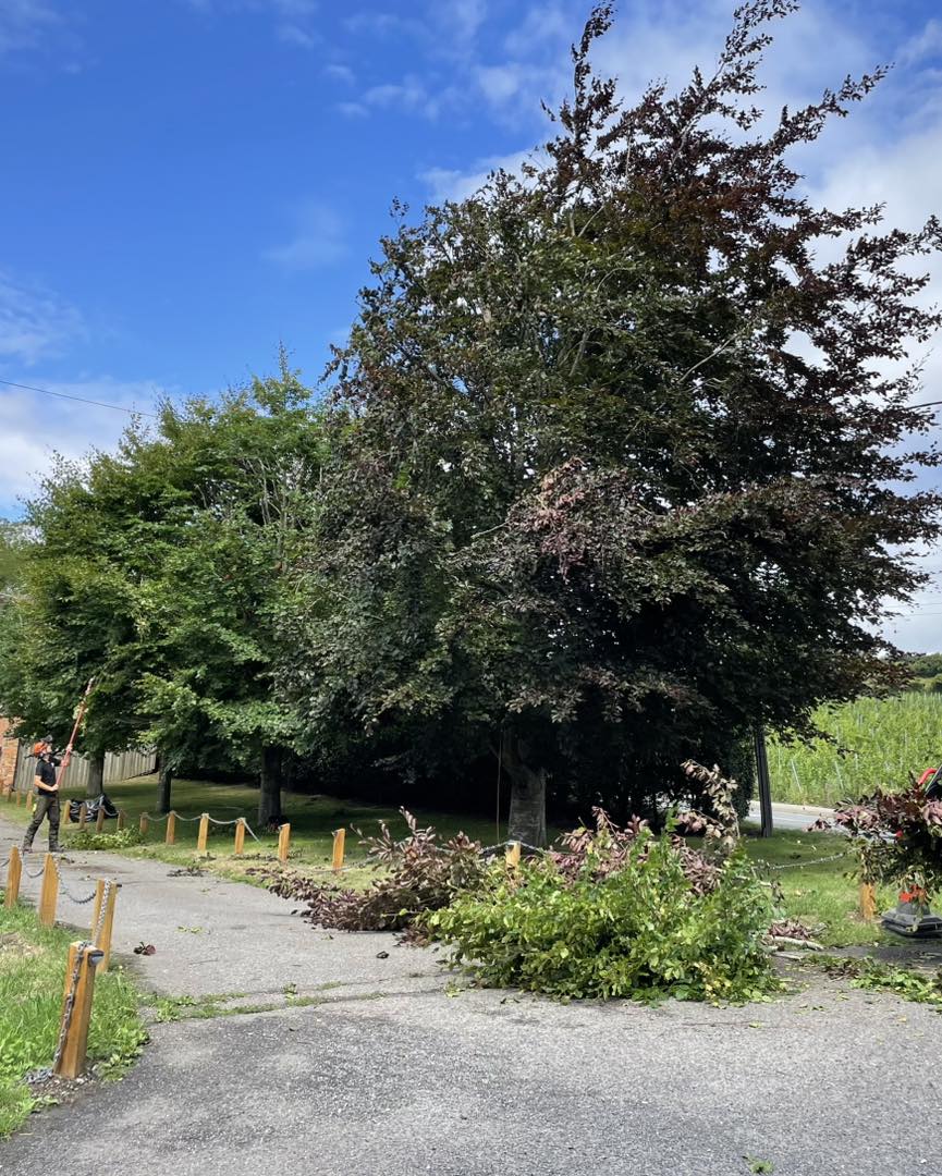 Tree pruning and reduction work in Kent