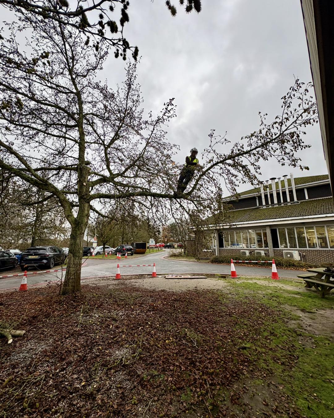 Professional tree felling in Canterbury and Dover