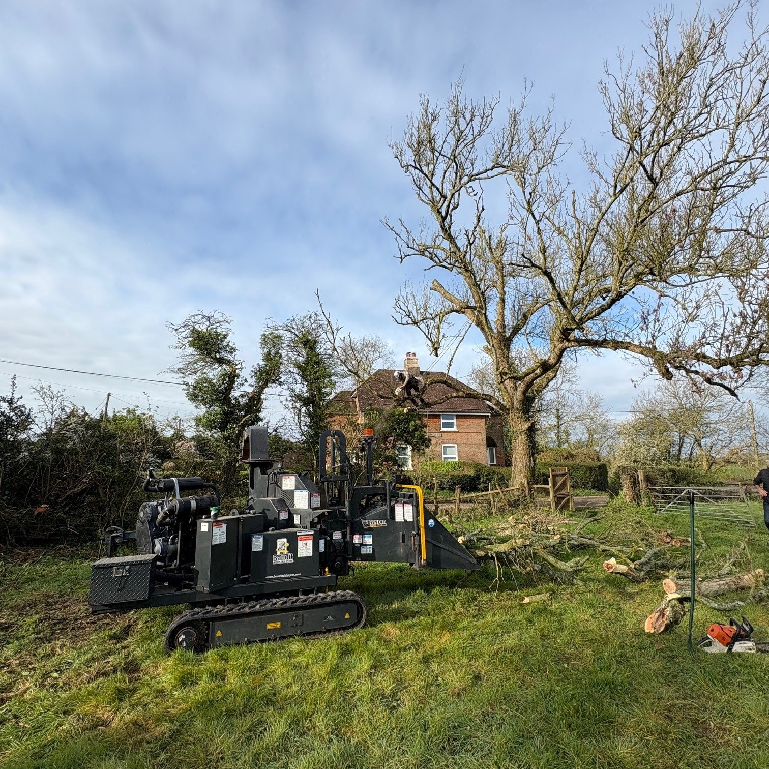 Tree felling and removal work