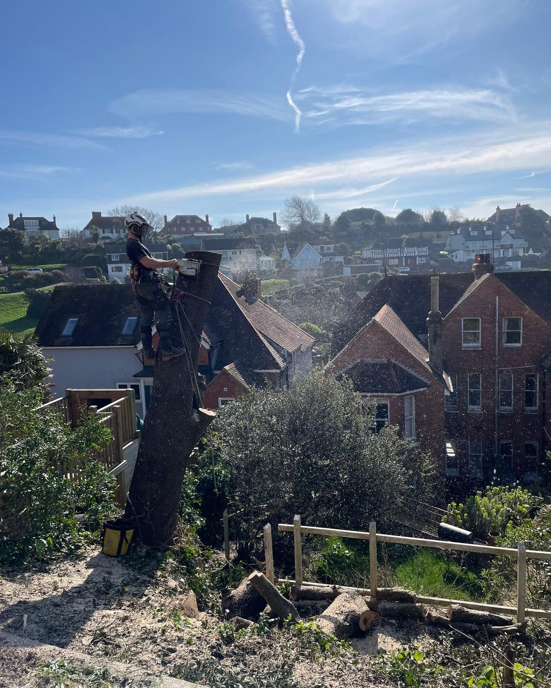 Professional tree removal in Canterbury and Dover by Minters Tree Care