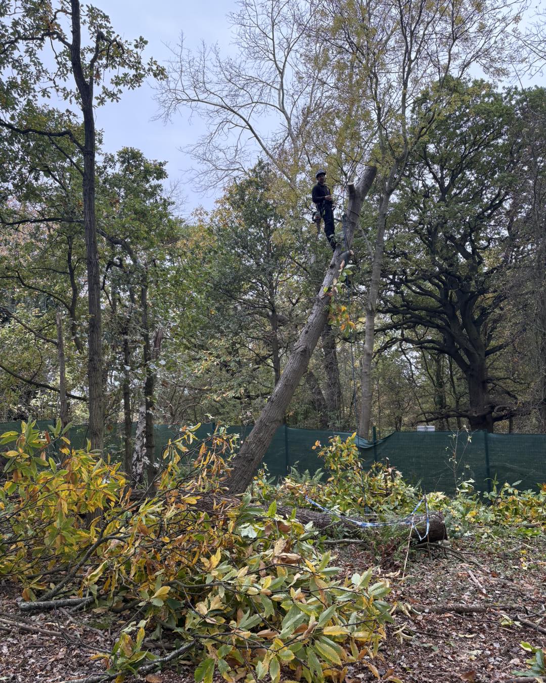 Tree felling assessment and preparation in Kent