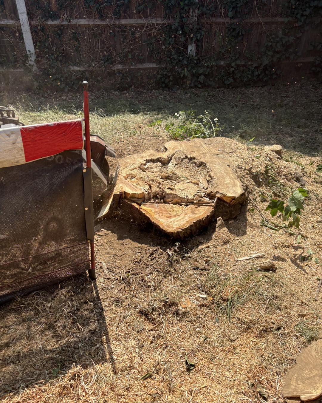Stump grinding service in Canterbury and Kent