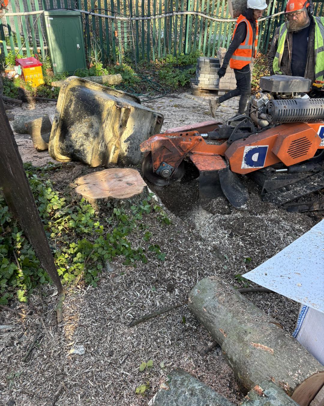 Ash tree removal Ramsgate - sectional dismantling