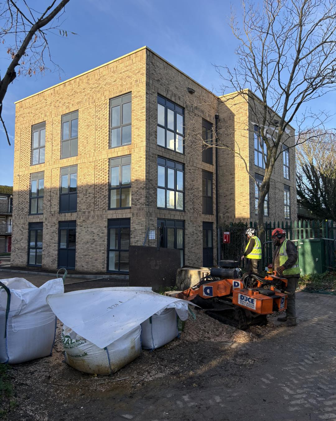 Ash tree removal Ramsgate - stump grinding