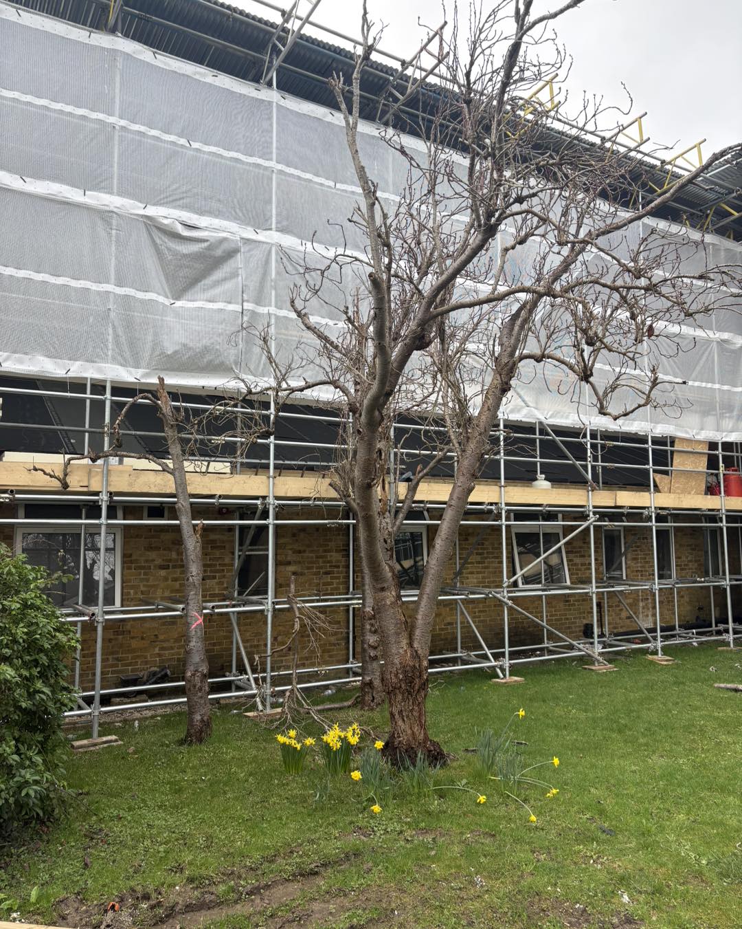 Commercial tree surgery Ashford