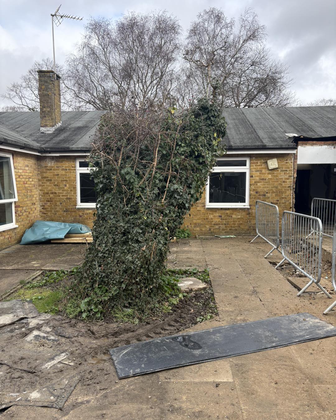 Ash tree removal Ashford