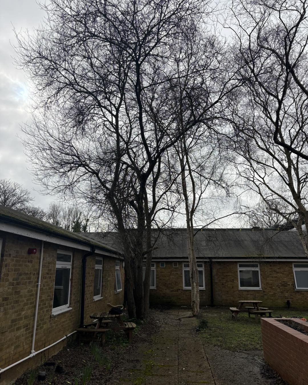 Crown Lifting & Tree Removal for Commercial Site in Ashford