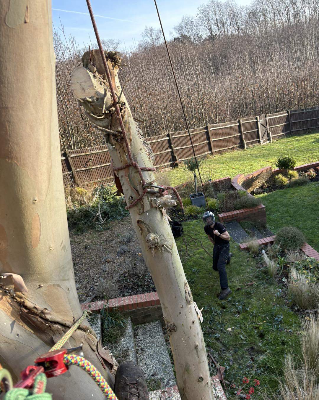 Eucalyptus tree removal Ashford - rigging works