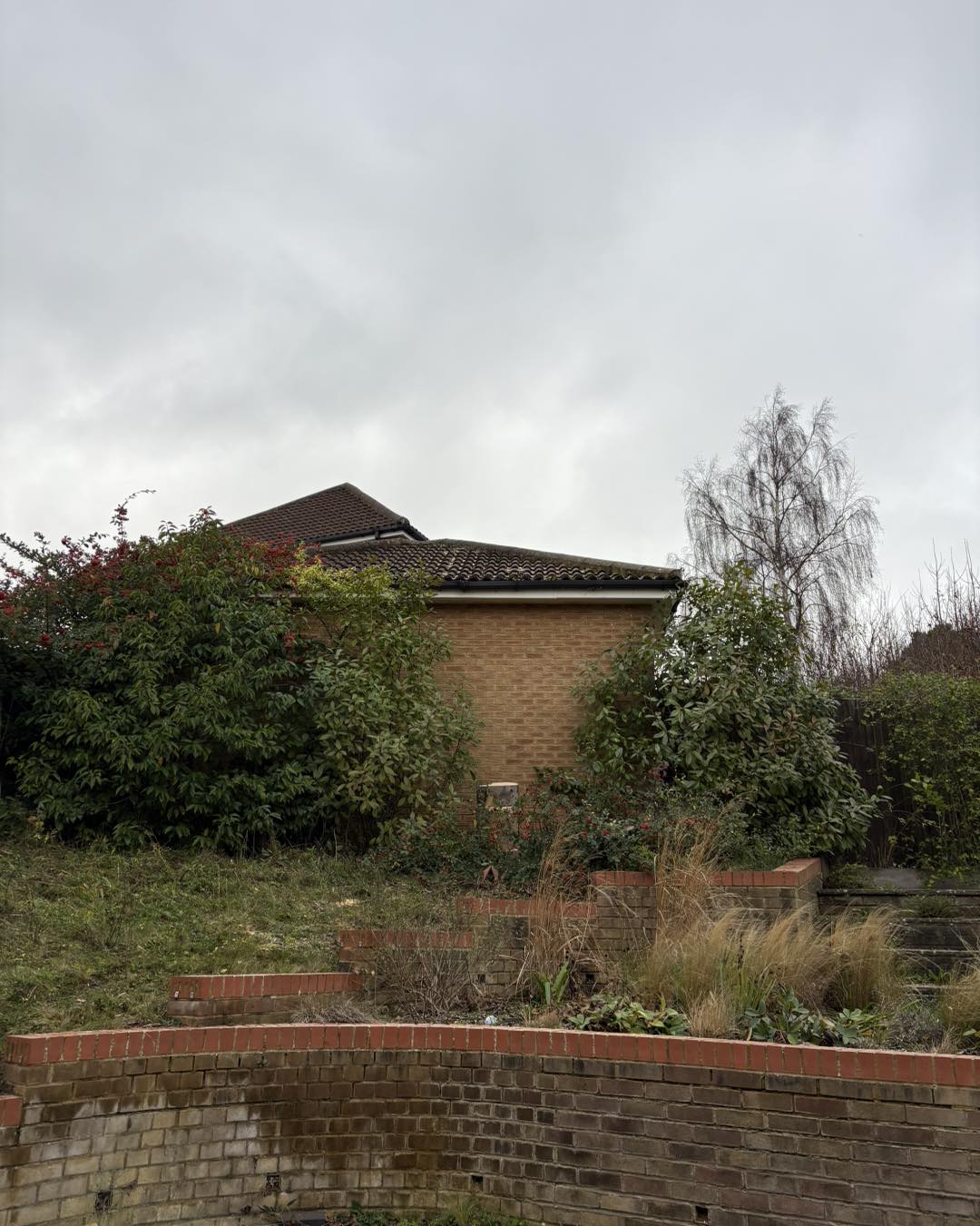 Eucalyptus tree removal Ashford - completed works