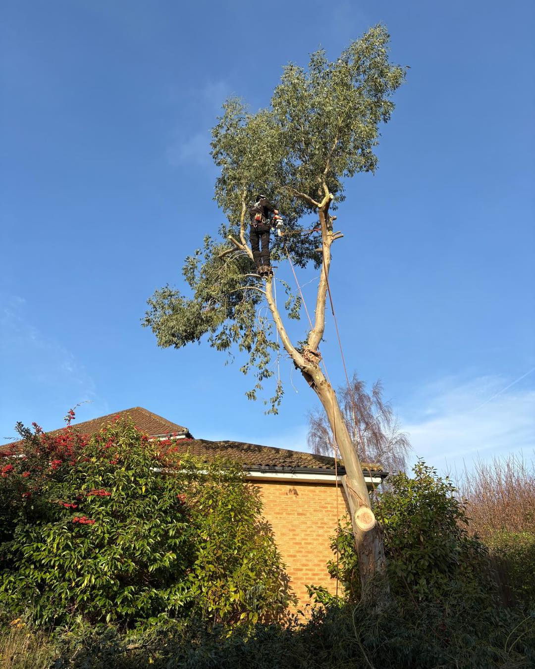 Sectional tree dismantling in Ashford