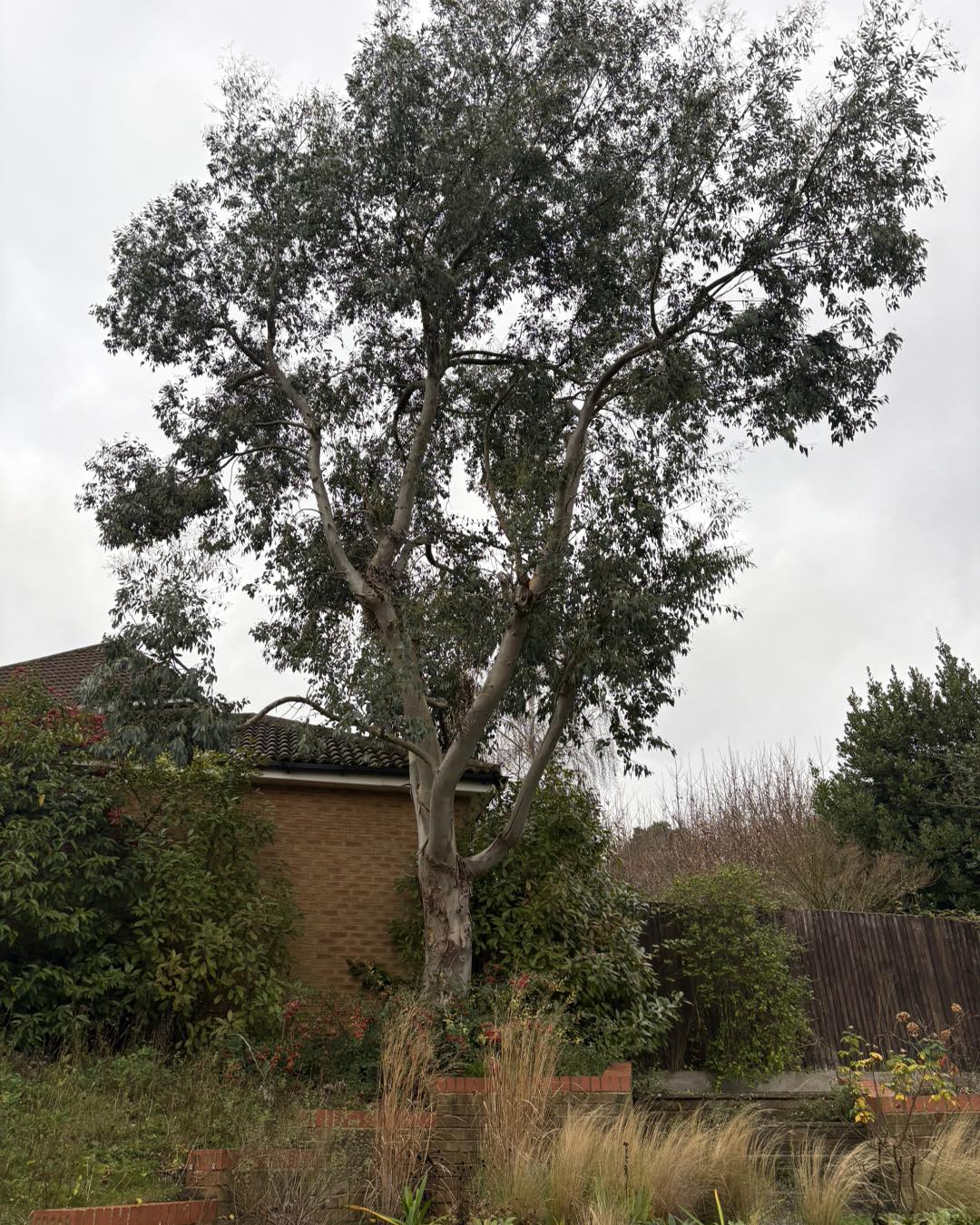 Tree removal by Minters Tree Care serving Canterbury and Ashford