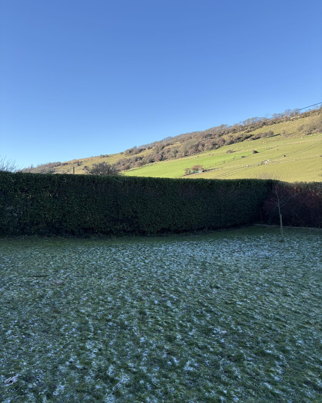 Privet hedge before trimming
