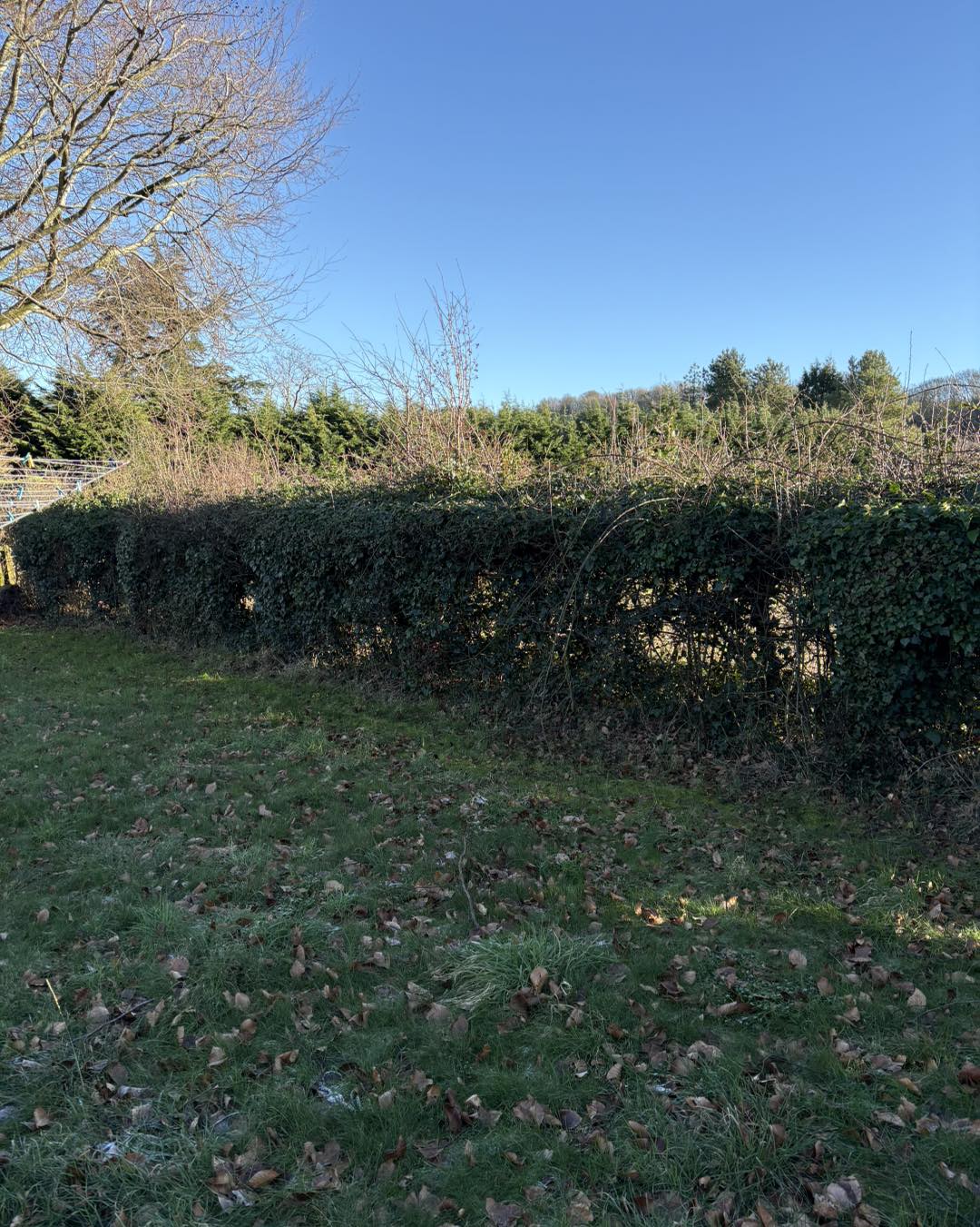 Hedge reduction in progress