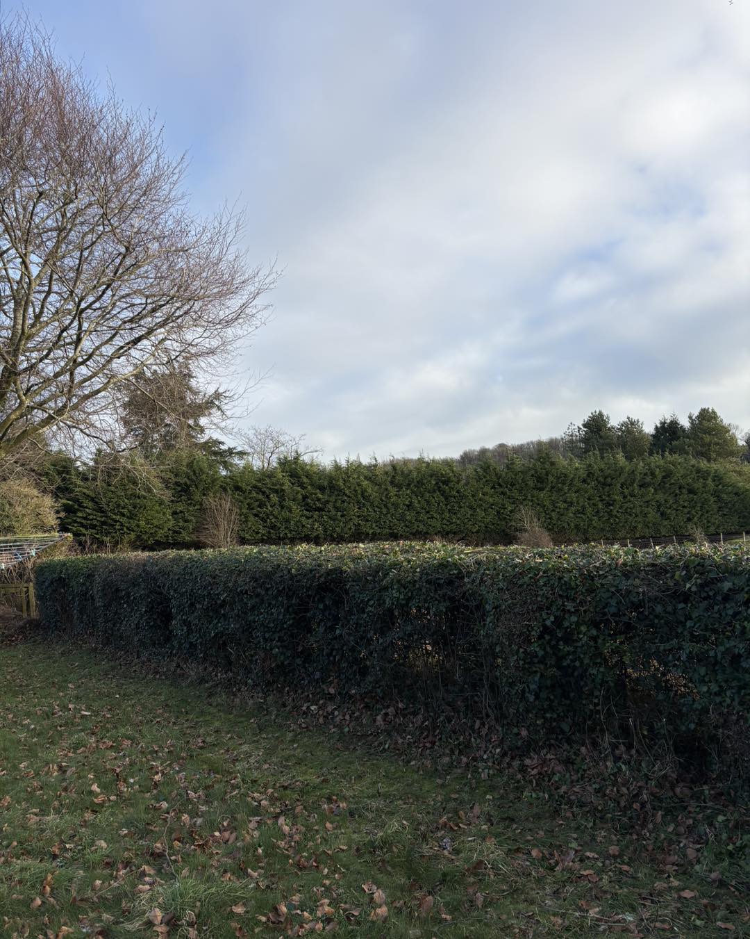 Hawthorn hedge after trimming