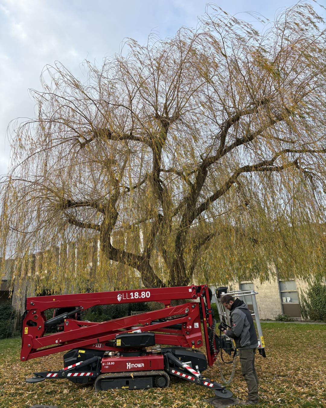 MEWP access for tree surgery at University of Kent