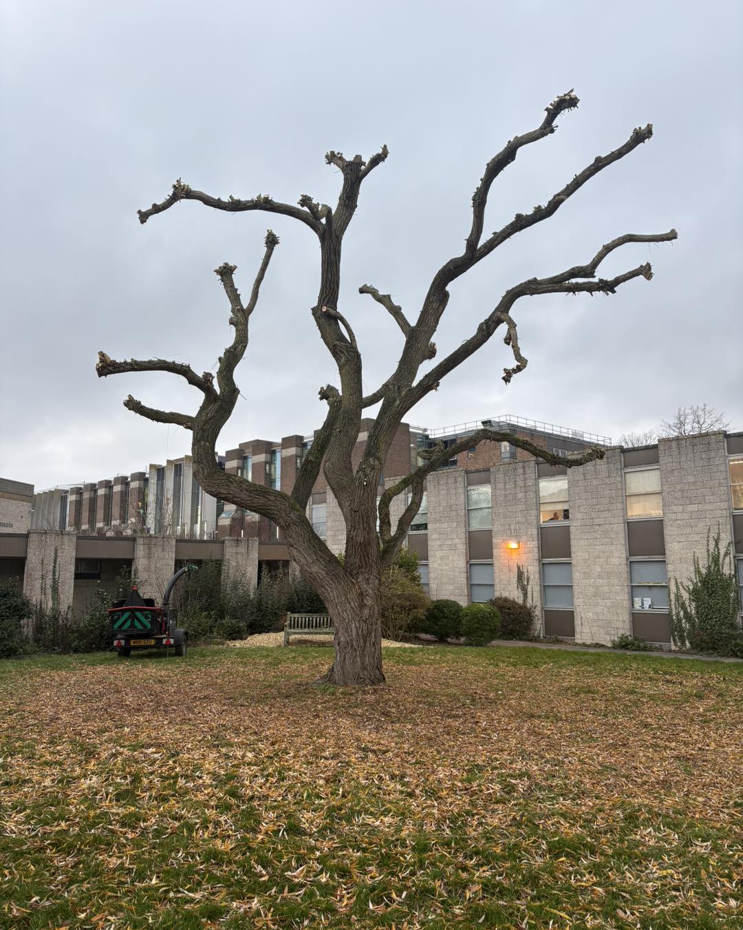 Completed tree surgery works at University of Kent