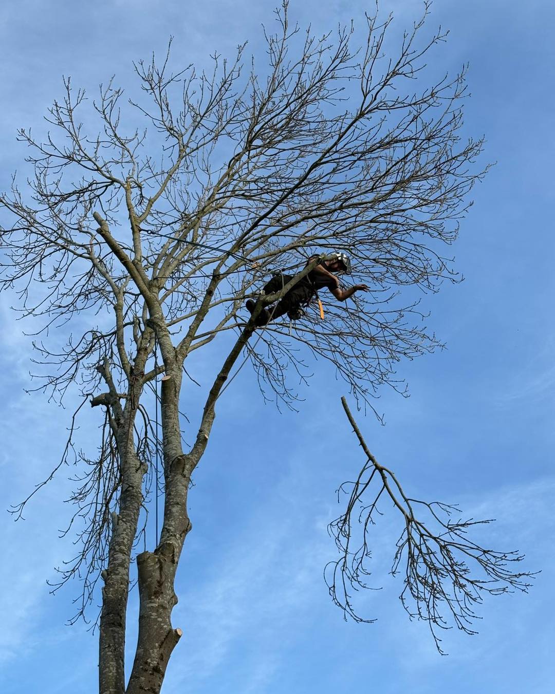 Tree surgeon carrying out reduction work in East Kent