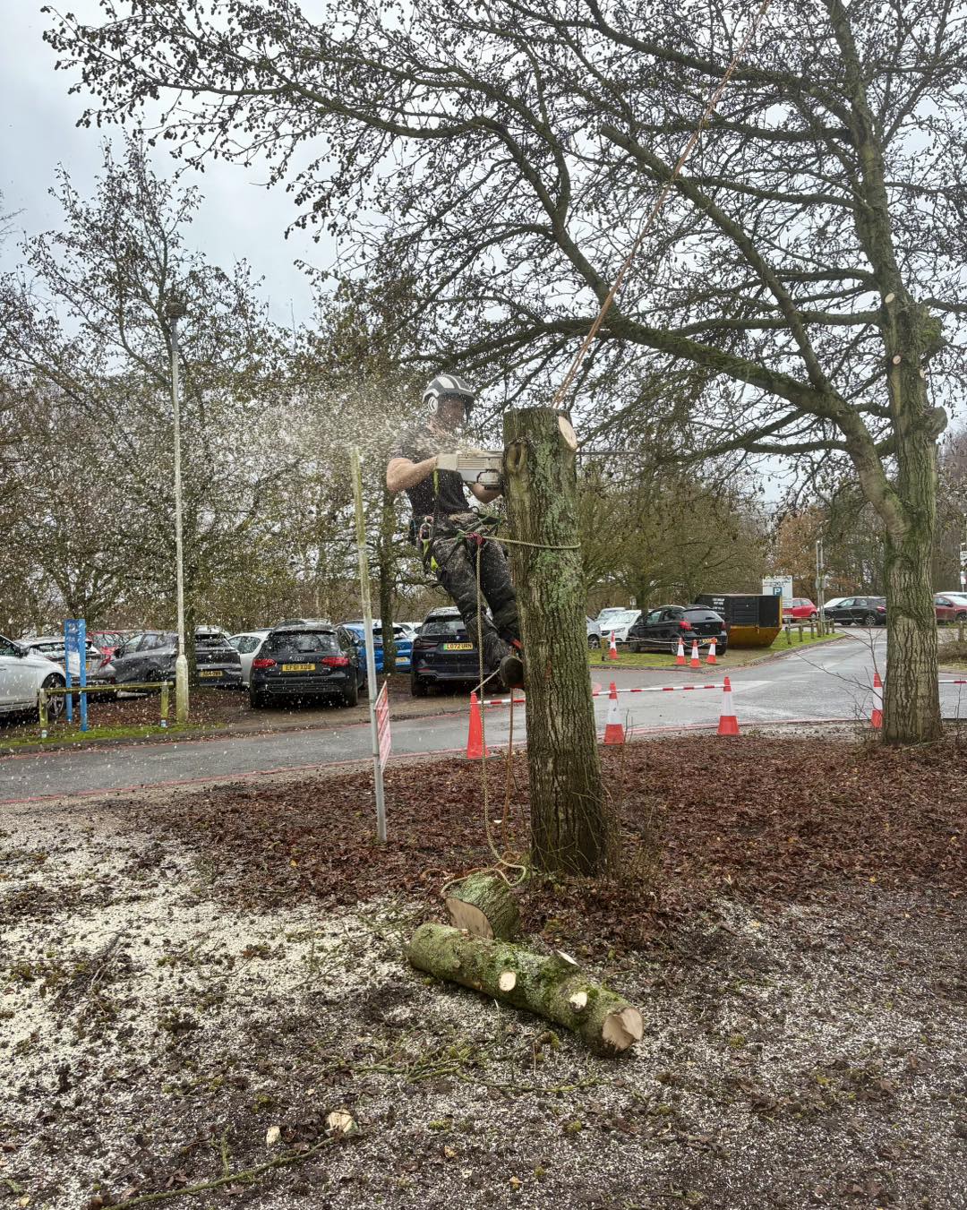 Tree removal work in progress in Ashford, Kent